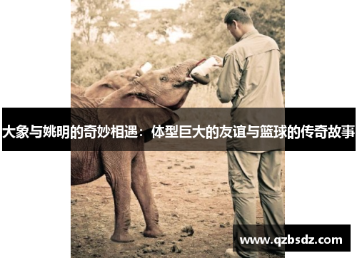 大象与姚明的奇妙相遇：体型巨大的友谊与篮球的传奇故事